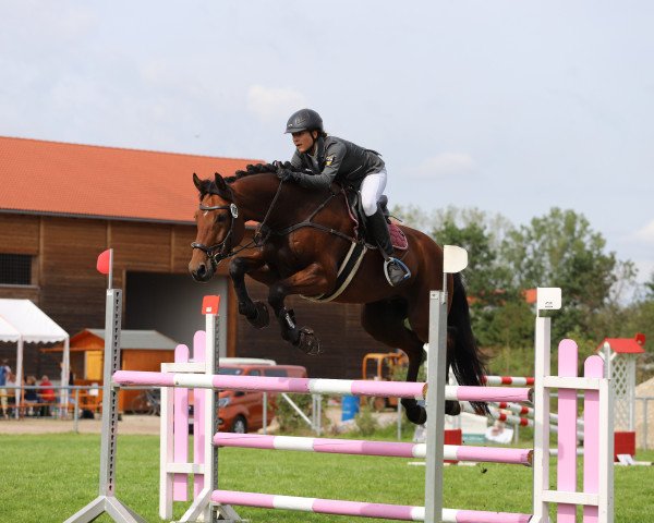 jumper Lancasta (Oldenburg, 2014, from Levisonn 208 FIN)