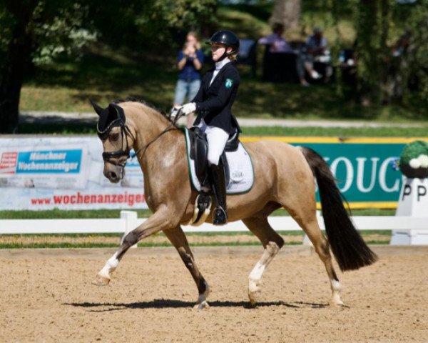 dressage horse Praest's Cameo (Palomino, 2011, from FS Concorde)