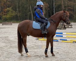 dressage horse Sir Little 2 (German Riding Pony, 2009, from Sir Martino)