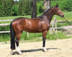 Springpferd Scs Billy Bee (Holsteiner, 2018, von Berlin)