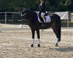 dressage horse Nobbi 9 (German Riding Pony, 2009, from Nobelstar)