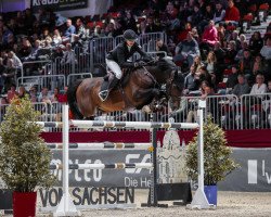 stallion Petit Prince HD (Holsteiner, 2011, from Catoki)