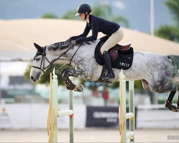 jumper Zuccera Von Worrenberg (Oldenburg show jumper, 2017, from Zuccero Hv)