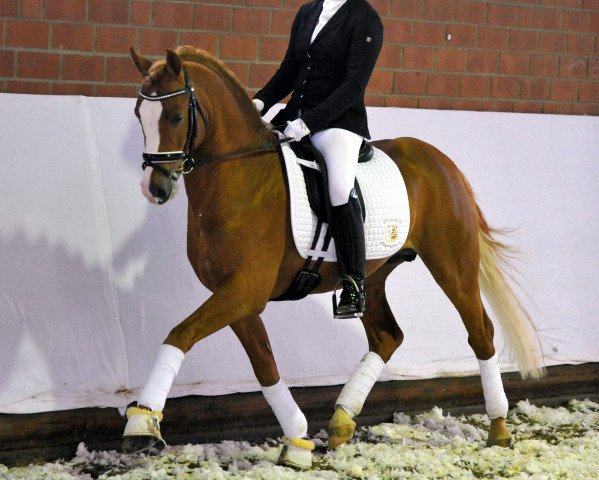 Dressurpferd Mr. Perfect 5 (Deutsches Reitpony, 2012, von FS Mr. Right)