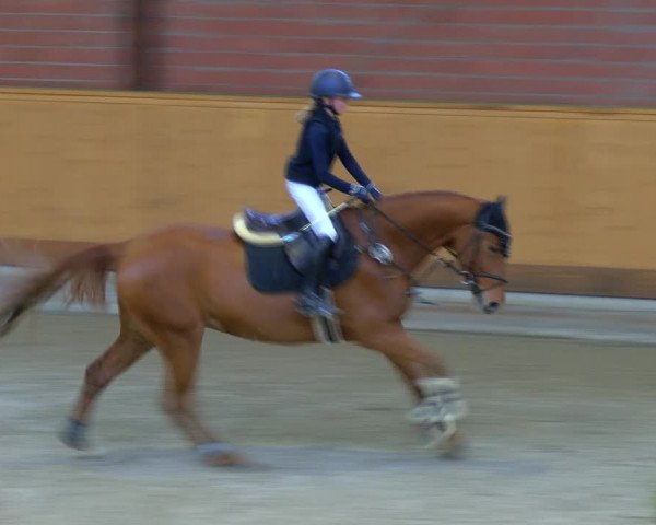 Reitturnier Hamburg-Friedrichshulde/Sylva Kuhrt 2023