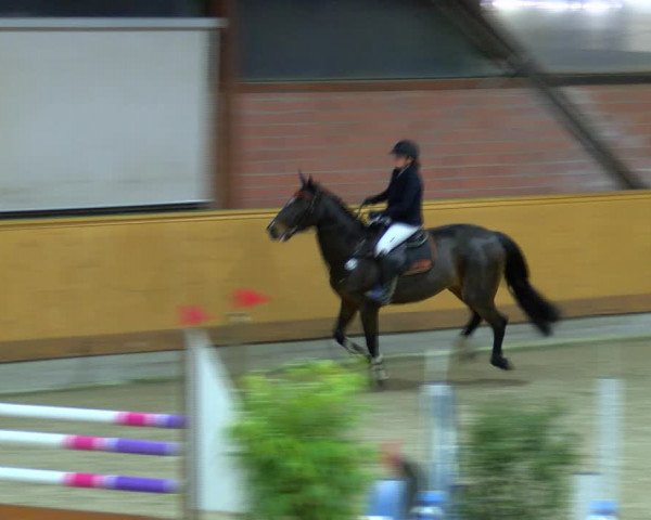 Reitturnier Hamburg-Friedrichshulde/Sylva Kuhrt 2023