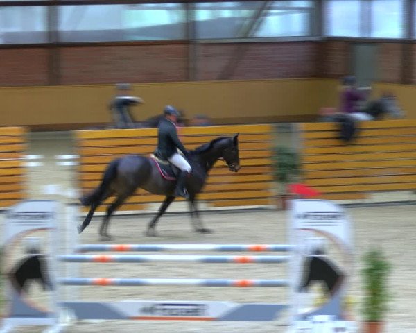 Reitturnier Hamburg-Friedrichshulde/Sylva Kuhrt 2023