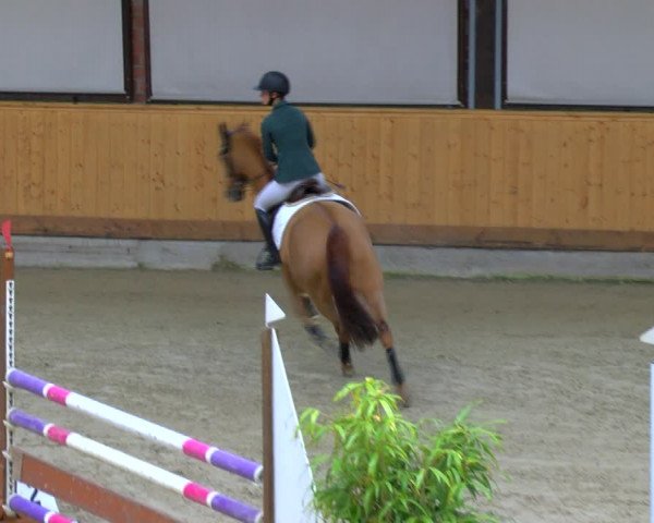 Reitturnier Hamburg-Friedrichshulde/Sylva Kuhrt 2023