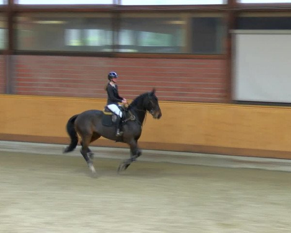 Reitturnier Hamburg-Friedrichshulde/Sylva Kuhrt 2023