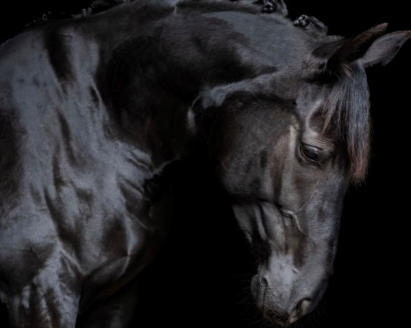 Dressurpferd Belantina B (Deutsches Sportpferd, 2015, von Belantis)
