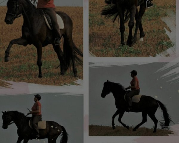 Dressurpferd Fernandez (Hannoveraner, 2009, von Florencio I)