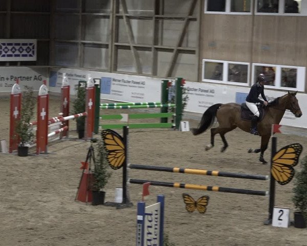 Reitturnier Henau 2023