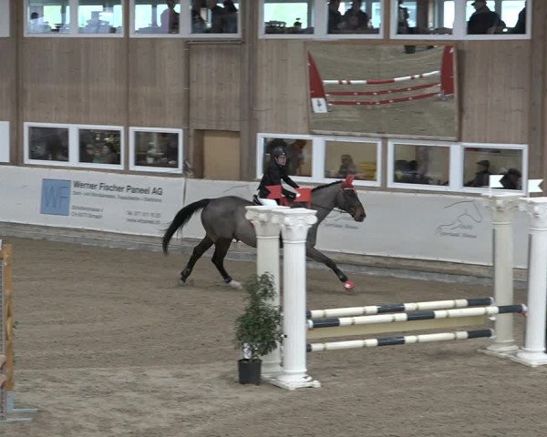 Reitturnier Henau 2023