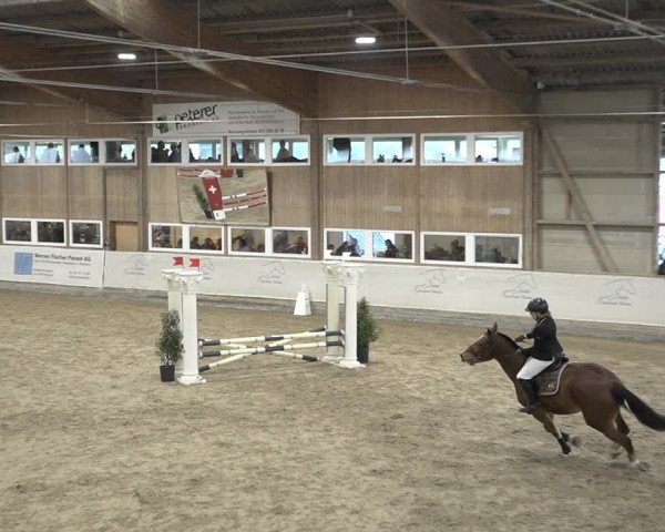 Reitturnier Henau 2023