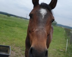 Springpferd Contiga P (Deutsches Sportpferd, 2009, von Collini's Boy)