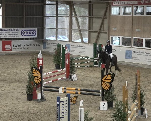 Reitturnier Henau 2023
