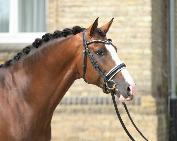 stallion Zoom (Hanoverian, 2014, from Zack)