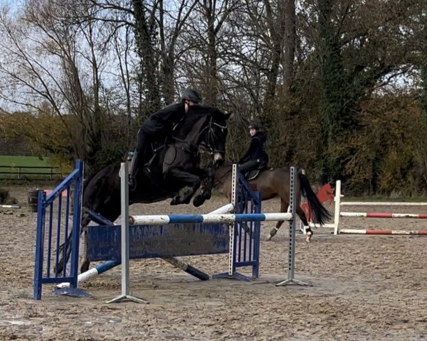 Springpferd Joyce 71 (Irish Sport Horse, 2012, von Clover Brigade)
