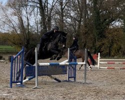 jumper Joyce 71 (Irish Sport Horse, 2012, from Clover Brigade)