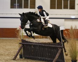 jumper Bendixx 3 (Oldenburg, 2012, from Black Jack 175)