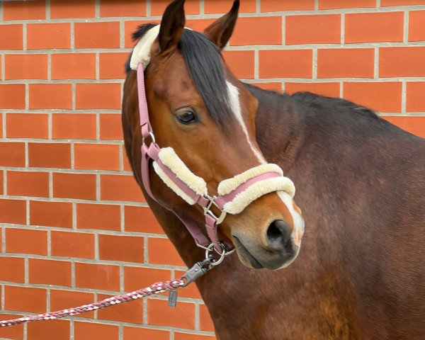 dressage horse Dadeldoo (German Riding Pony, 2010, from Reitland's Du oder Keiner)