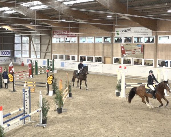 Reitturnier Henau 2023