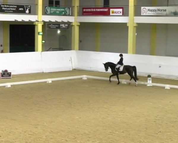 Reitturnier Stadl-Paura 2023