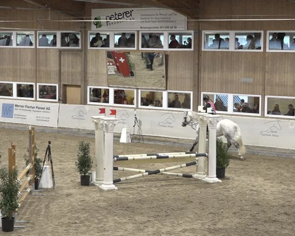 Reitturnier Henau 2023