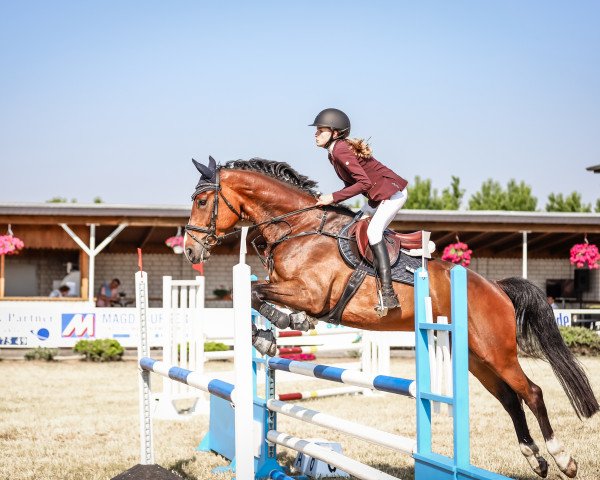 jumper Konstantin 41 (German Sport Horse, 2016, from Kasanova de La Pomme)