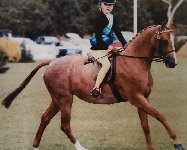 Pferd Rhos Exclusive (British Riding Pony, 2002, von Moor Hall Catnip) Pferd Rhos Exclusive (British Riding Pony, 2002, von Moor Hall Catnip)
