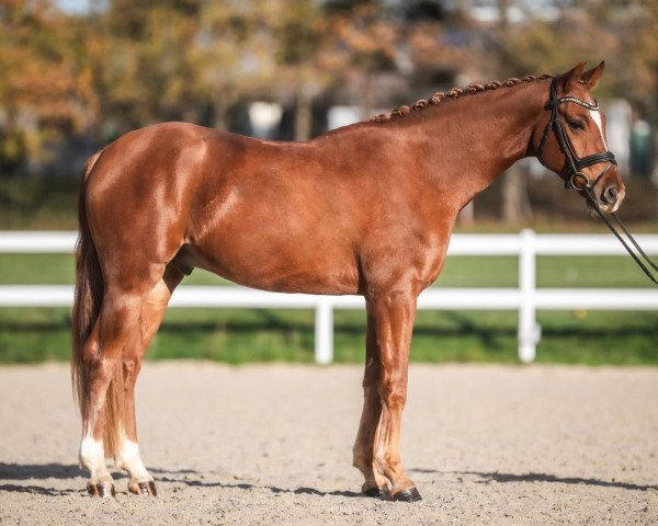 Dressurpferd Baroncelli R (Oldenburger, 2019, von Blue Hors Baron)