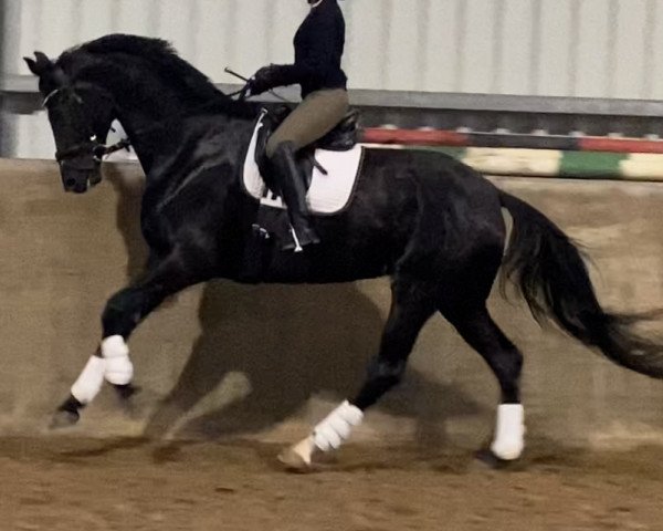 broodmare Frühlingskönigin (Hanoverian, 2019, from Farrell)