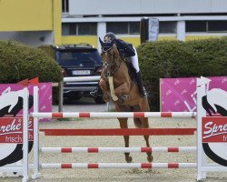 jumper Rebekka (Austrian Warmblood, 2014, from Rezident)