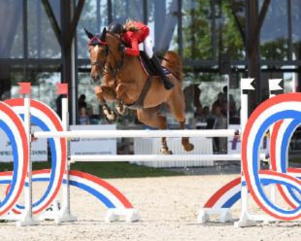 jumper Chiara 323 (Oldenburg, 2009, from Check In 2)