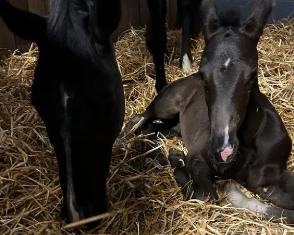 Pferd Dark Dream (Hannoveraner, 2023, von Glock's Dream Boy)