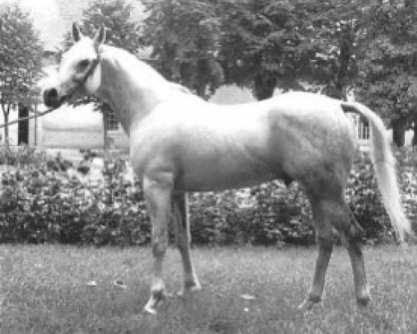 Deckhengst Zulus ox (Vollblutaraber, 1979, von Palas ox)