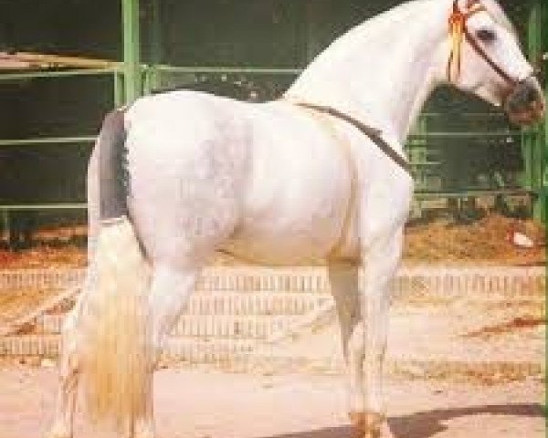Deckhengst Pampero V (Pura Raza Espanola (PRE), 1983, von Vasallo II) Deckhengst Pampero V (Pura Raza Espanola (PRE), 1983, von Vasallo II)