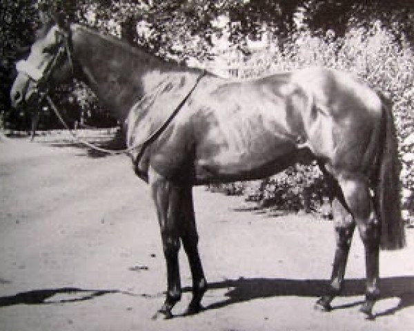 stallion Golden Fleece xx (Thoroughbred, 1979, from Nijinsky xx)