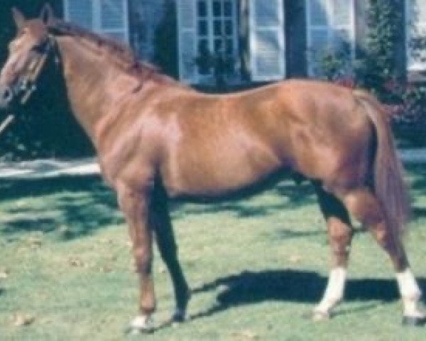 Deckhengst Lagardere II (Selle Français, 1977, von Uriel)
