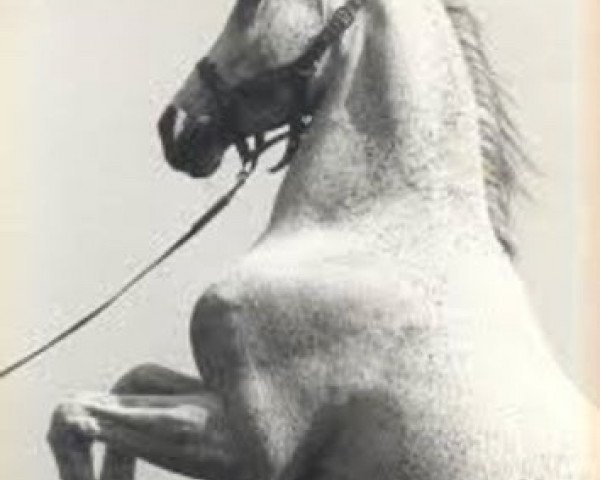 stallion Mowaffac ox (Arabian purebred, 1970, from Fayek EAO)