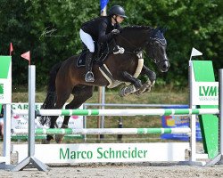 dressage horse Ducado 7 (unknown, 2006)