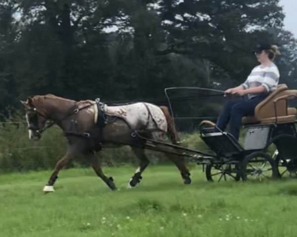 horse A Hulapalu of Hochmoor (German Riding Pony, 2017, from Ametist D)
