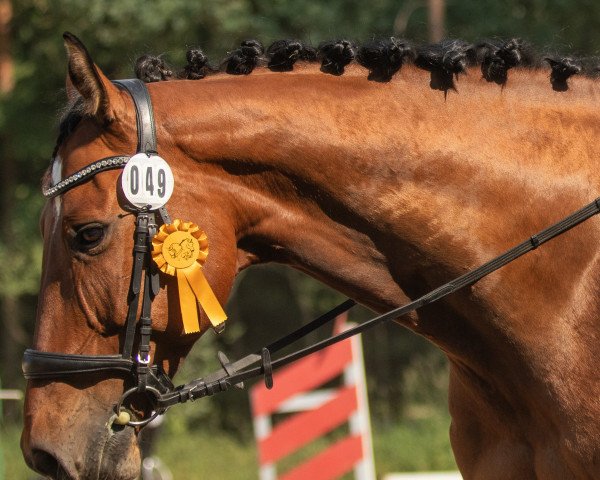 jumper Quite Cornet (German Sport Horse, 2012, from Quite's Prince)