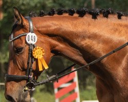 jumper Quite Cornet (German Sport Horse, 2012, from Quite's Prince)