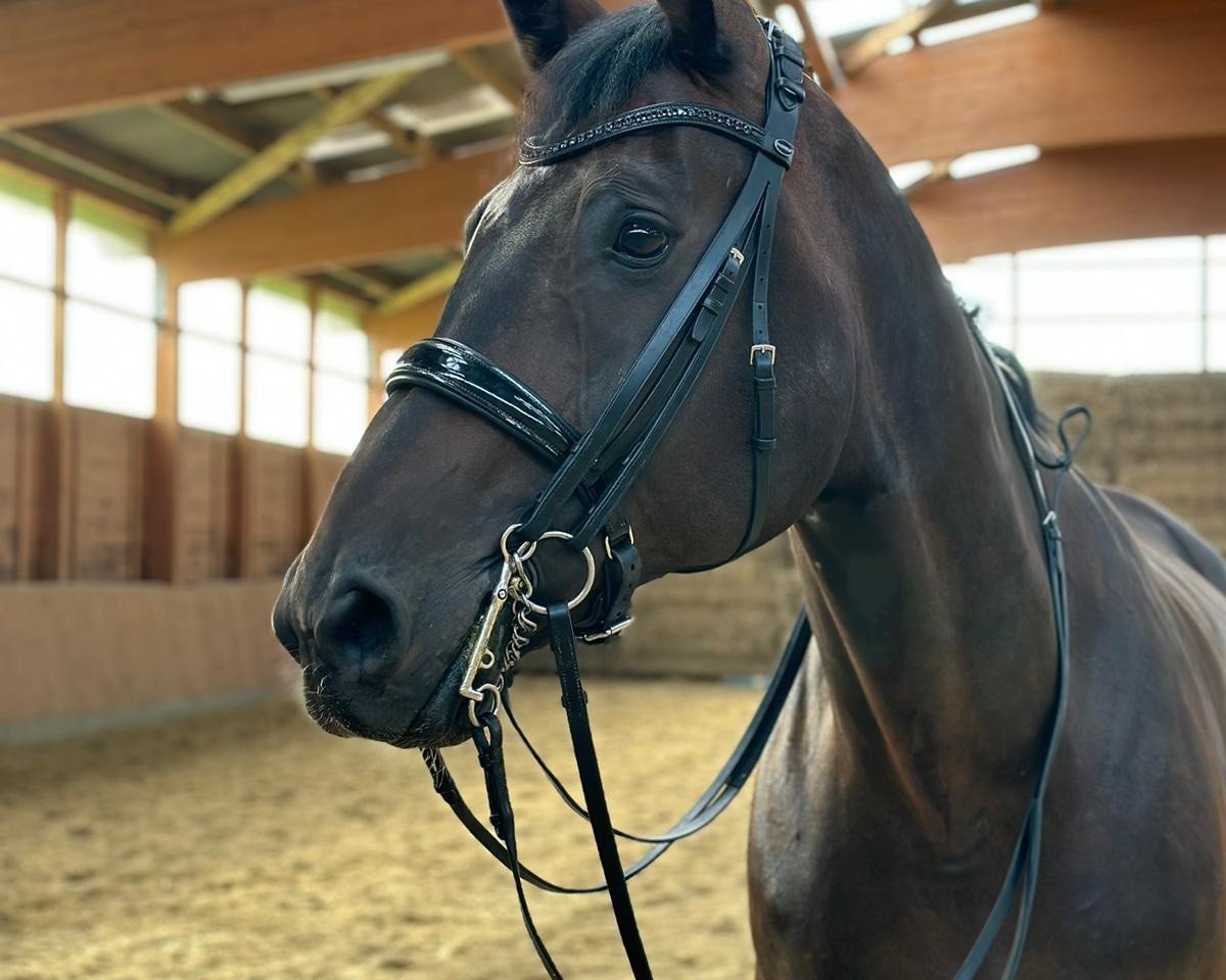Pferd Franz von Fidertanz 3 (Hannoveraner, 2014, von Fidertanz)