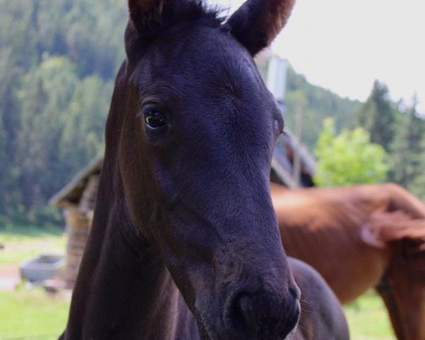 horse Dikana (Hanoverian, 2023, from Diacontinus)