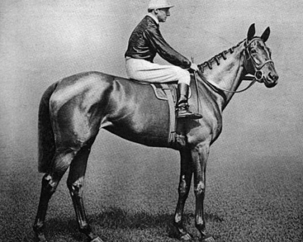 Zuchtstute Keystone xx (Englisches Vollblut, 1903, von Persimmon xx)