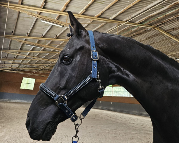 Dressurpferd Royal's Remember Me (Hannoveraner, 2010, von Royal Classic I) Dressurpferd Royal's Remember Me (Hannoveraner, 2010, von Royal Classic I)