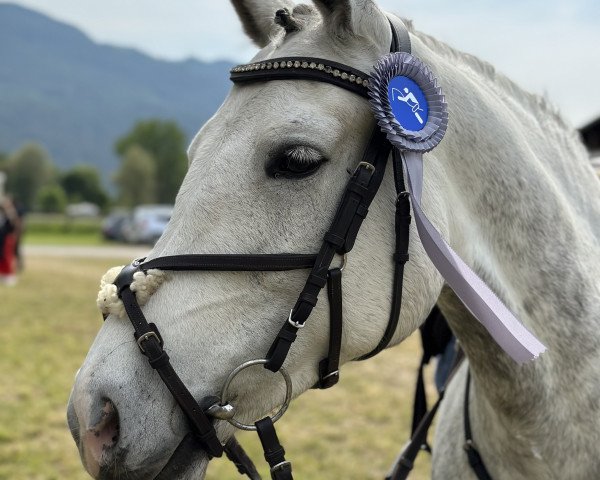 horse Berny (Connemara Pony, 2016)