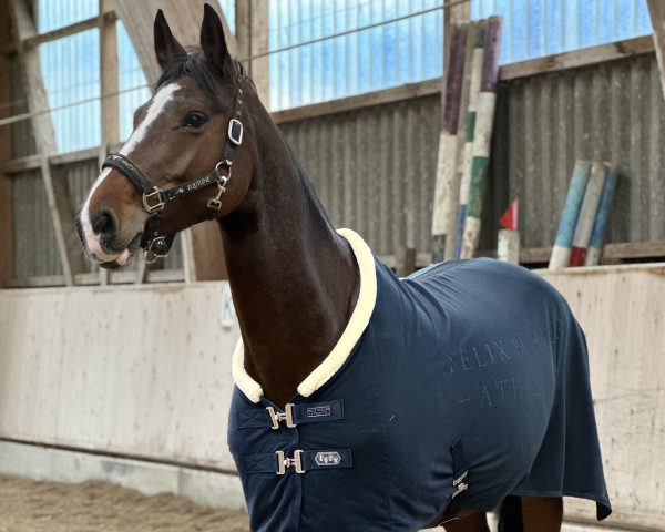 jumper Cecile of Heritage Z (Zangersheide riding horse, 2015, from Corrdino)